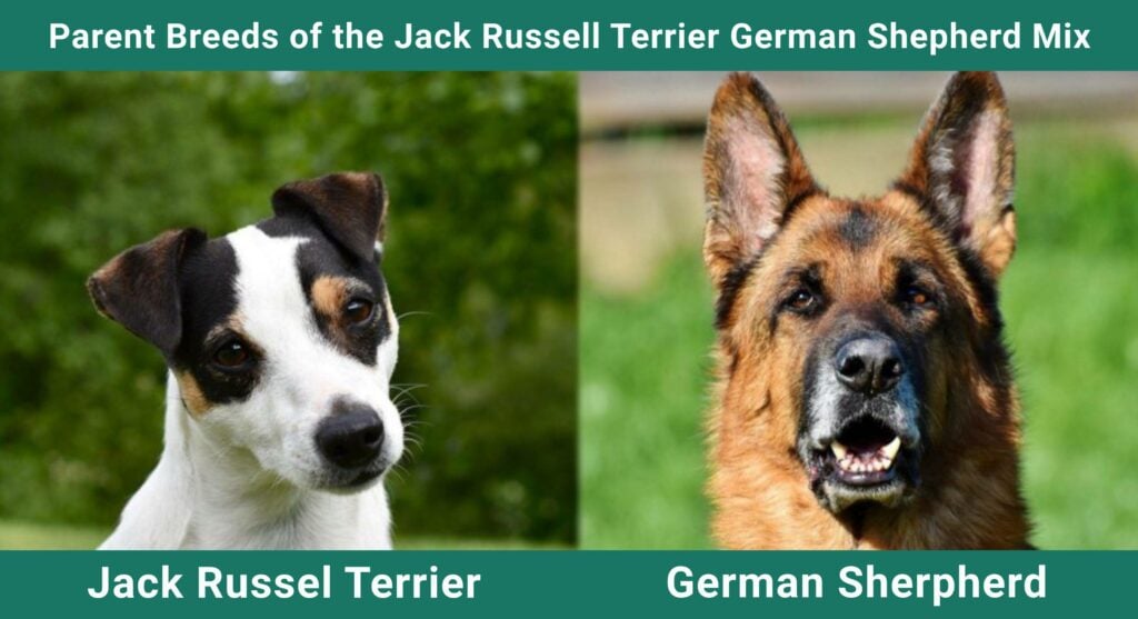 german shepherd jack russell terrier mix
