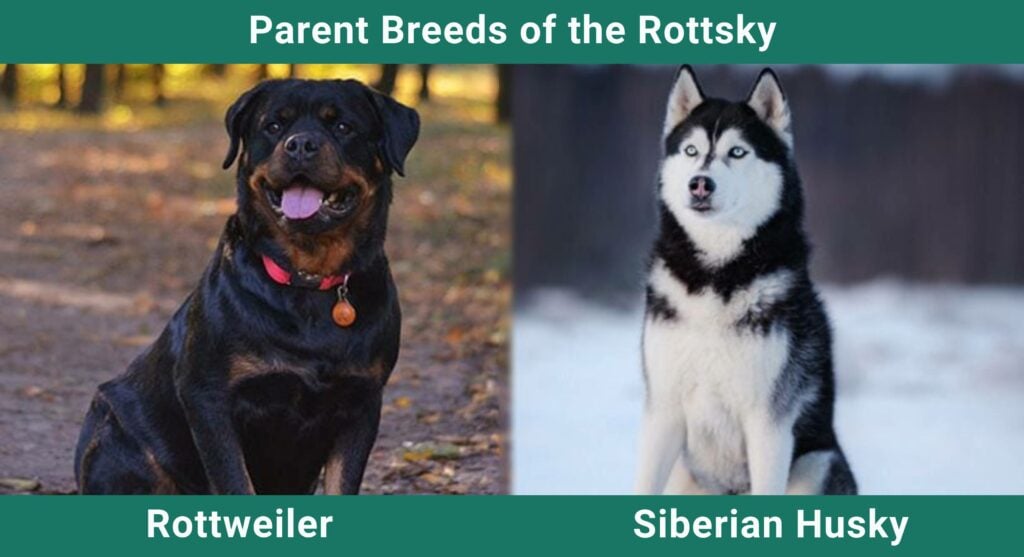 are huskies and rottweilers get along
