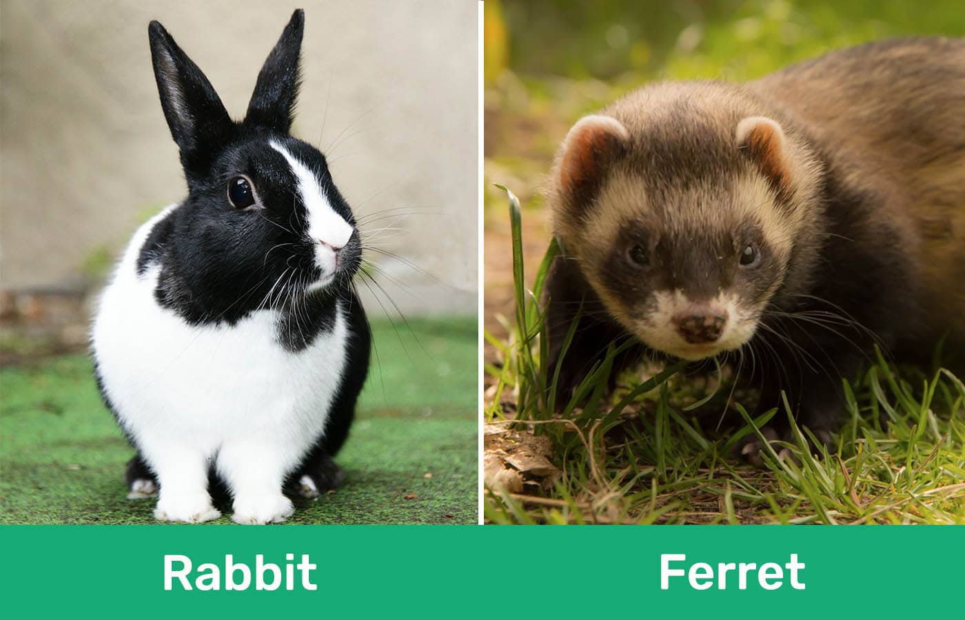 Rabbit and Ferret side by side