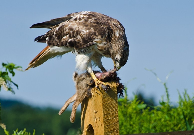 Red-Tailed Hawk eating a rabbit