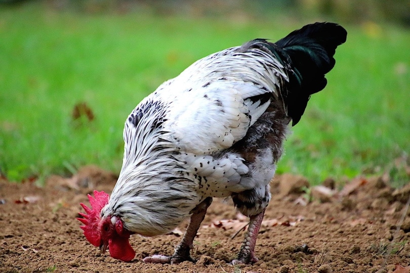 Rooster pecking food from the ground