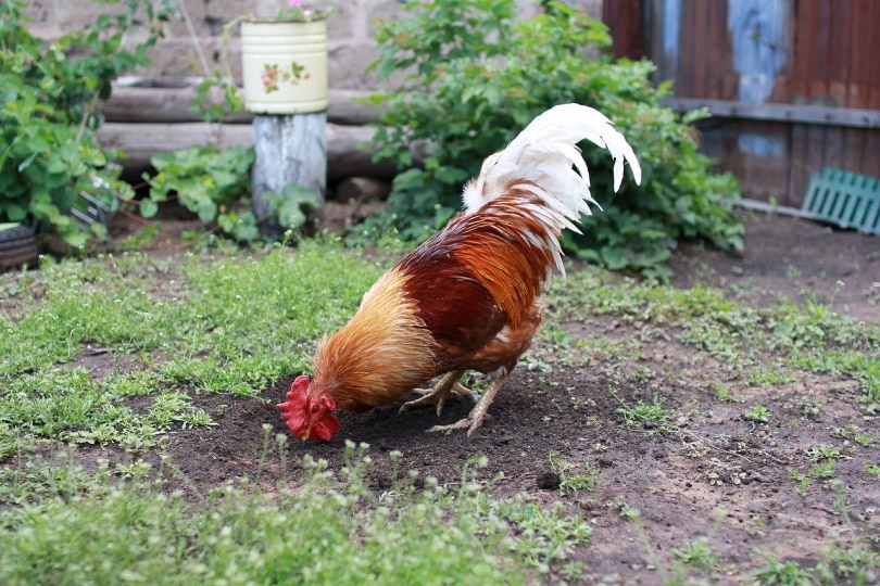 मुर्गा जमीन पर चोंचते हुए बीज