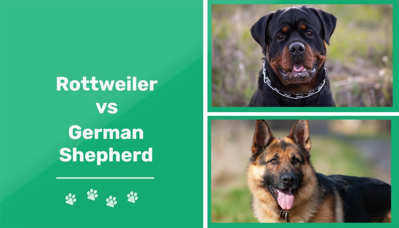 are rottweilers and german shepherds good together