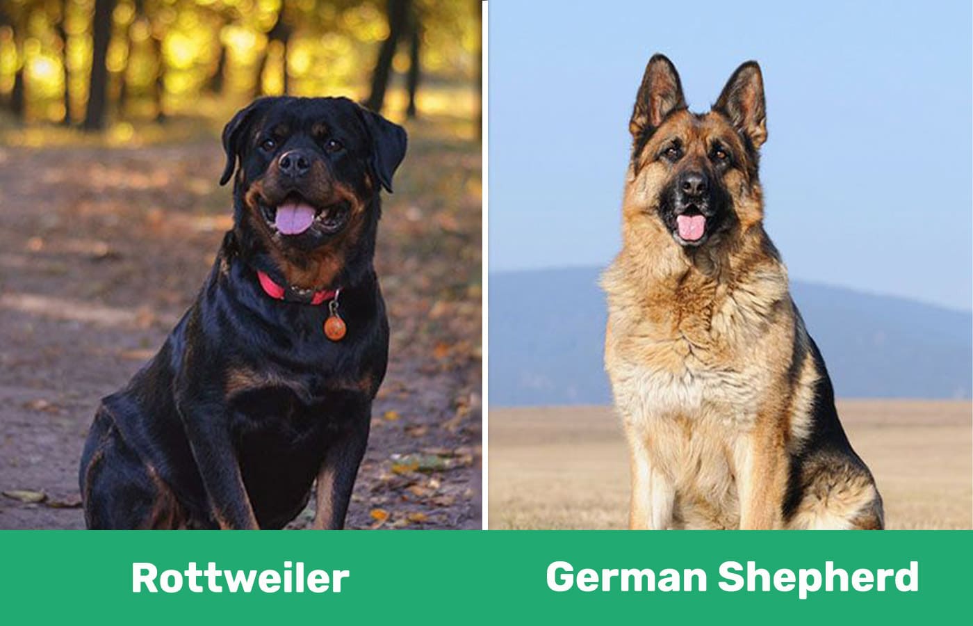 are rottweilers and german shepherds good together