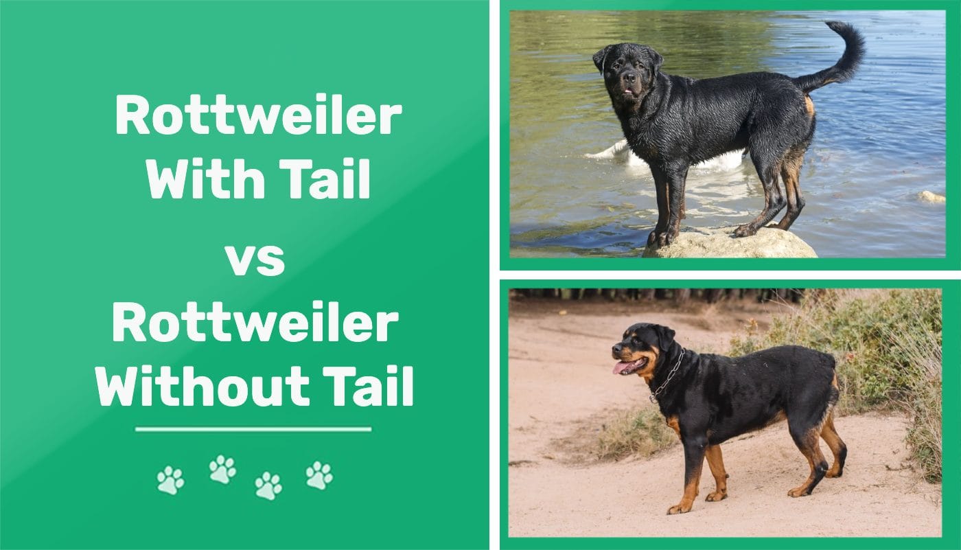 Are Rottweilers Born With Long Tails
