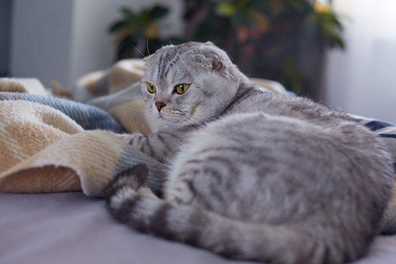 Scottish fold cat lies on the bed