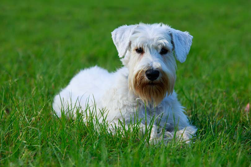Sealyham Terrier Dog Breed Guide: Info, Pictures, Care & More! | Pet Keen