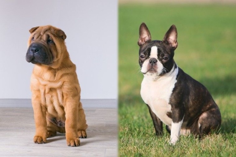 Shar-Pei vs Boston Terrier Mix dog breed