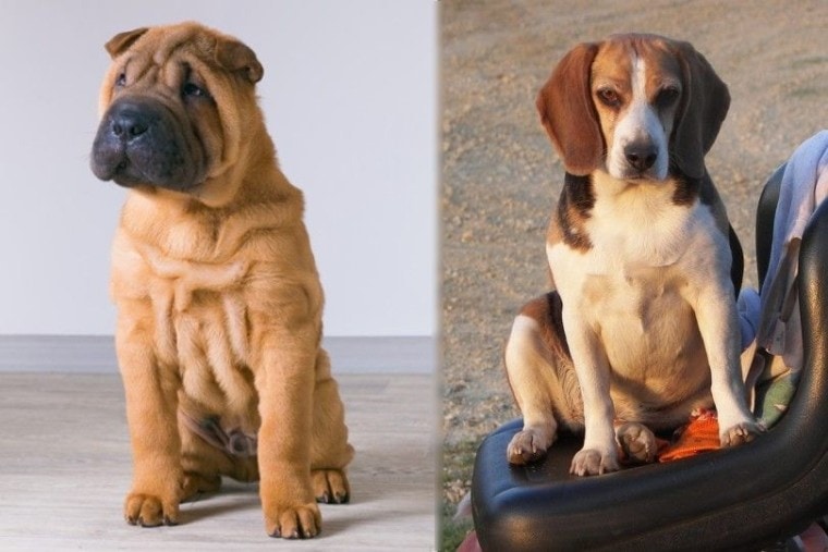 Shar-pei vs Beagle Dog Breed mix