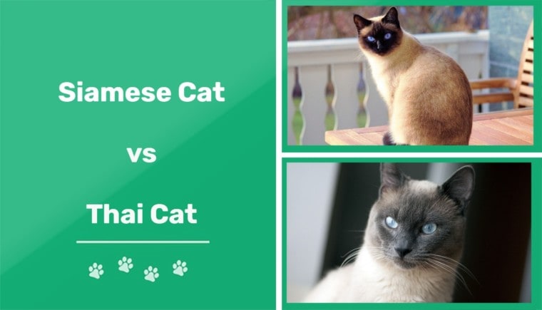 Siamese cat vs thai cat featured