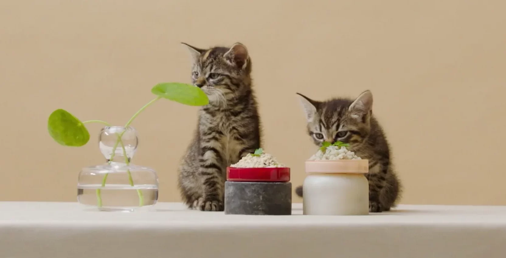 Smalls kittens eating human grade fresh cat food