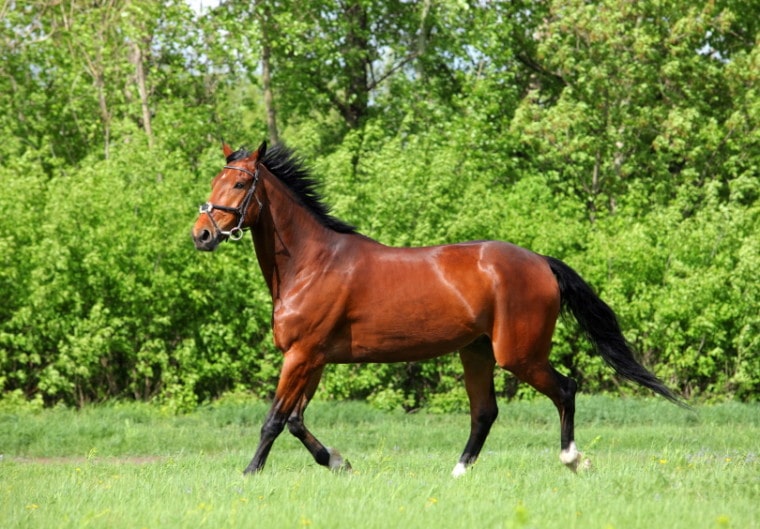 Thoroughbred racehorse