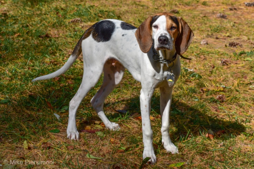 are treeing walker coonhounds good with kids