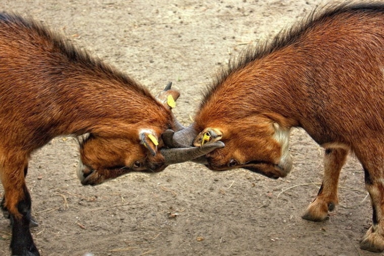 Two brown goats headbutting
