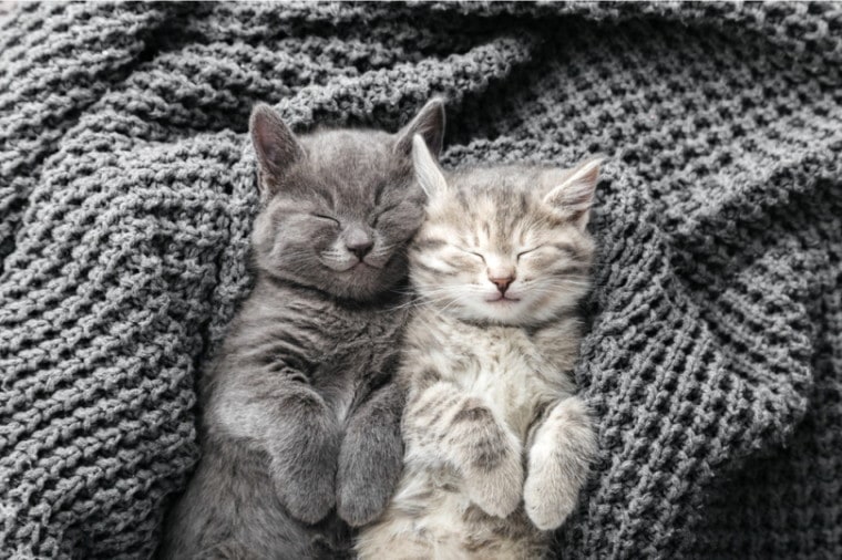Two kittens sleeping on a quilt