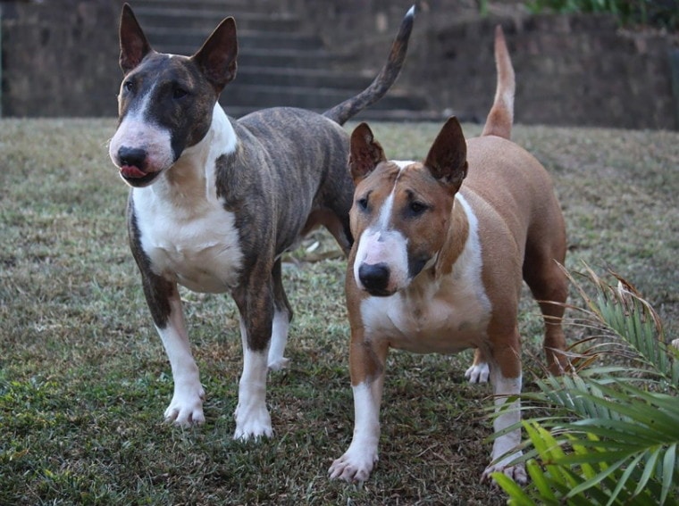 Two miniature bull terriers standing at attention