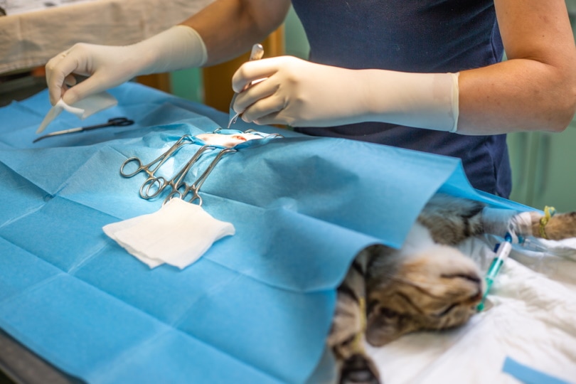 एक बिल्ली पर काम कर रहे पशु चिकित्सक