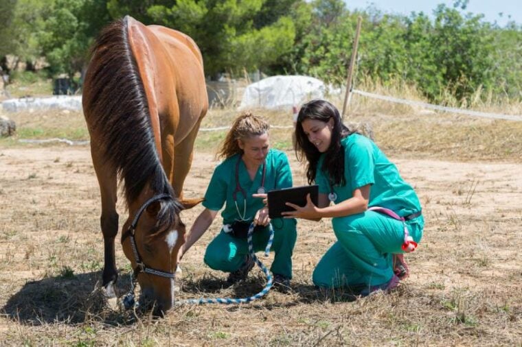 Veterinary horses on the farm making an inquiry with the tablet