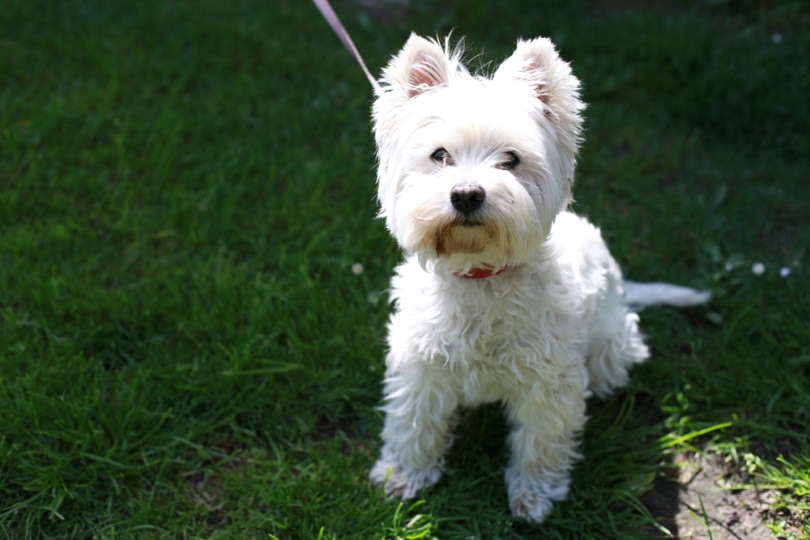 West Highland White Terrier sitting in the grass