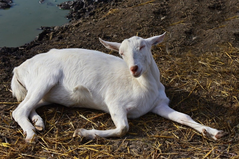 White goat fainting on the ground