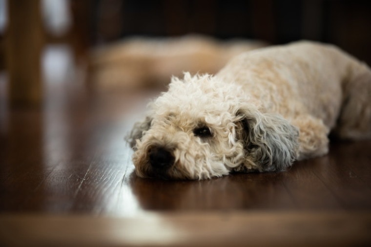 Whoodle lying on the wooden floor
