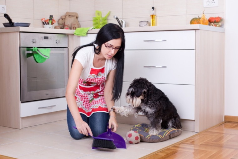 Why Is My Dog Pooping In The House? 8 Possible Reasons For This Behavior