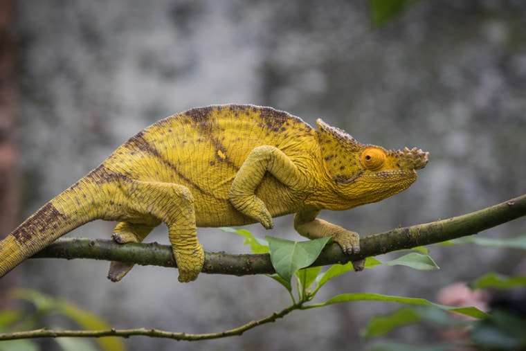 Yellow Parson's chameleon reptile walking on branch