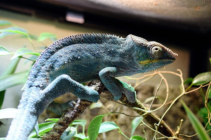a Panther Chameleon basking in a heat lamp's light