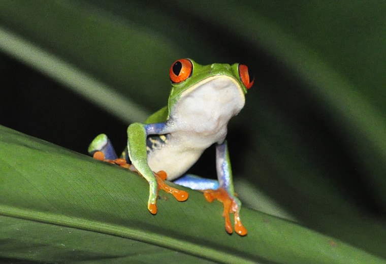 a Red-Eyed Tree Frog in a jungle