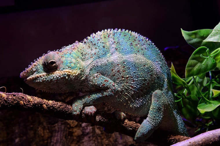 a panther chameleon basking in the tank