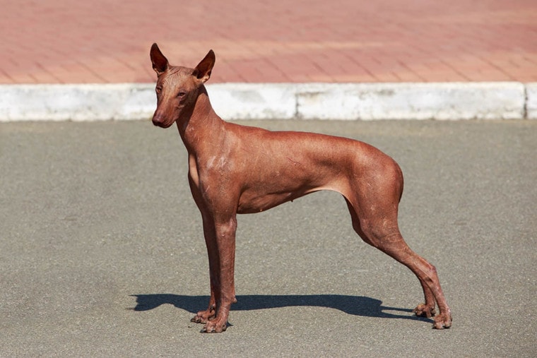 a Peruvian Hairless Dog