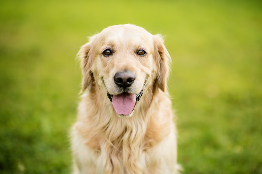 एक मुस्कुराता हुआ सुनहरा कुत्ता