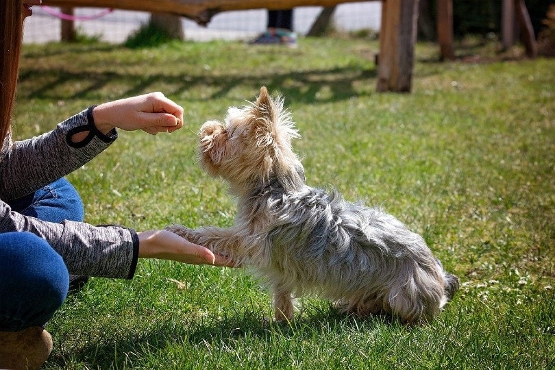 a woman training a dog