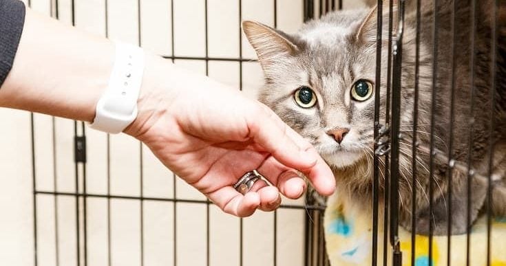 How Much Are Cats at PetSmart? (2022 Price Guide)