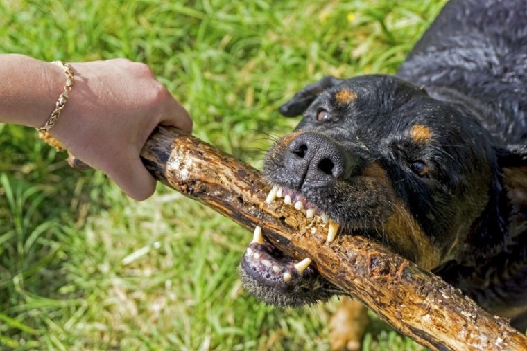 agressive rottweiler dog biting stick