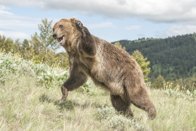 angry grizzly bear in attack mode