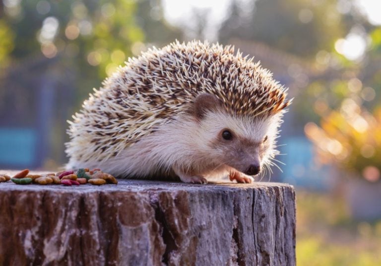 How Much Do Hedgehogs Cost at PetSmart? What You Need To