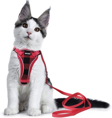 azuza Cat Harness and Leash