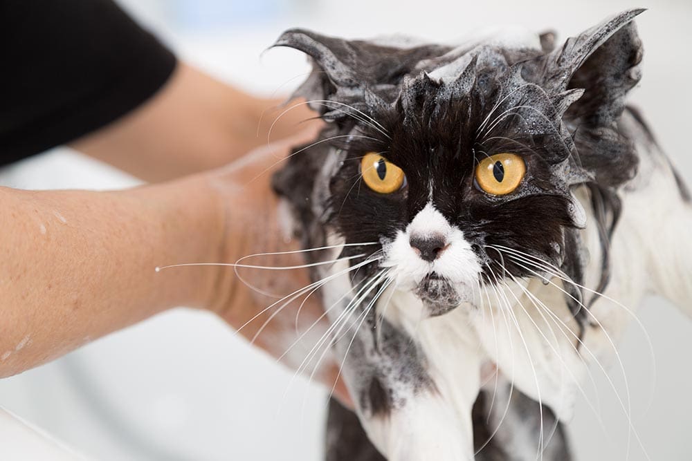 bathing a persian cat