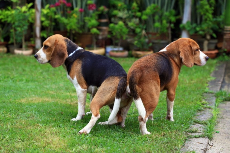 beagle dogs mating in the garden