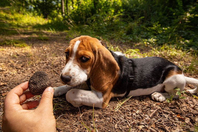 beagle found a truffle