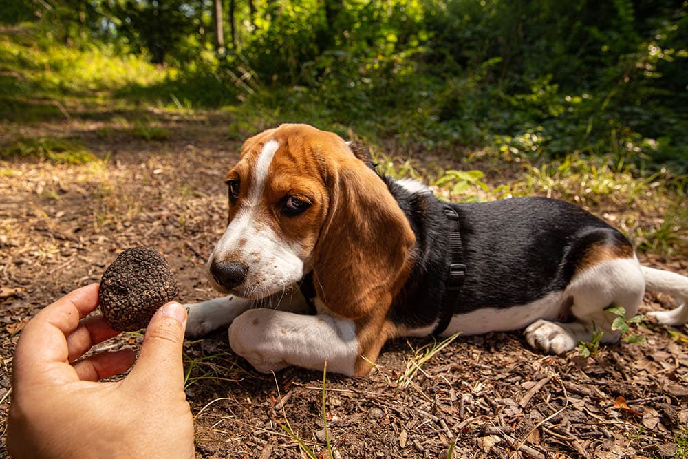 dog sniffing mushroom