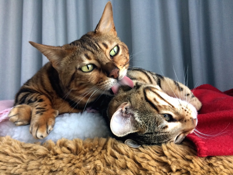 bengal cat licking each other