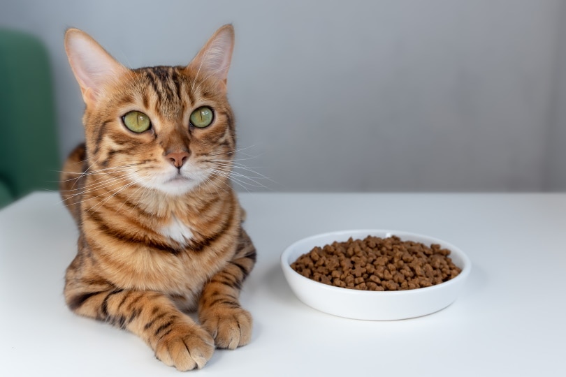 bengal cat near food bowl