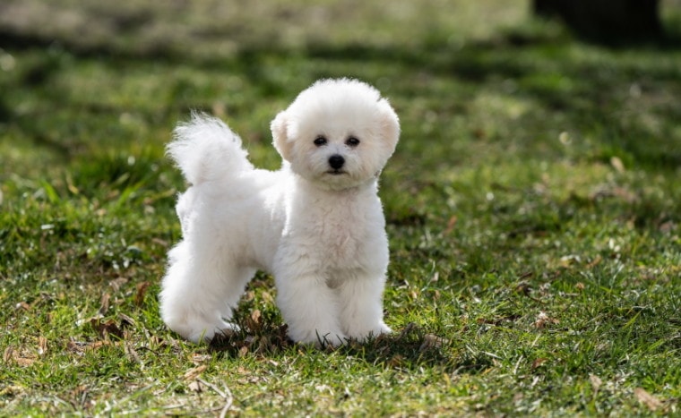 bichon frise on thee grass