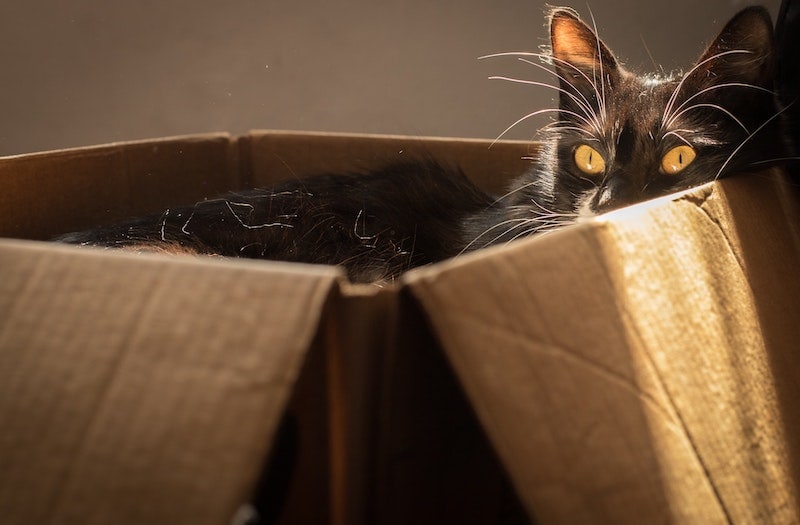 black cat lying in box
