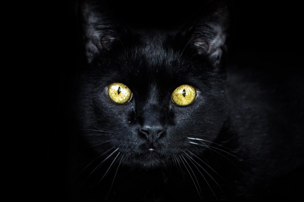 अंधेरे में चमकती आँखों वाली काली बिल्ली