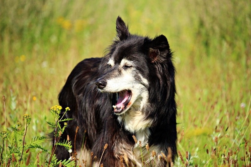 border collie coughing