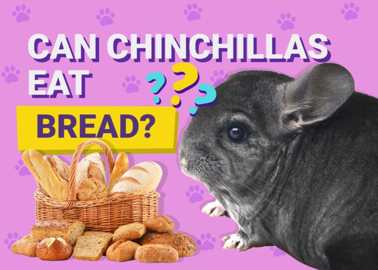 Can Chinchillas Eat Bread