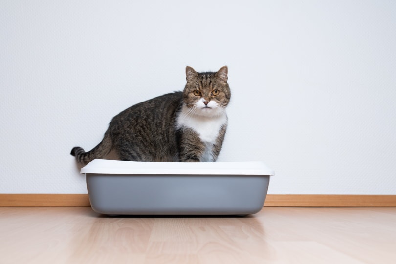 british shorthair cat in litter box